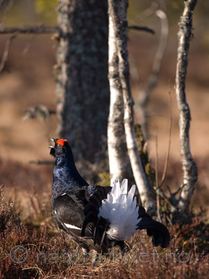 BB 08 0107 / Tetrao tetrix / Orrfugl